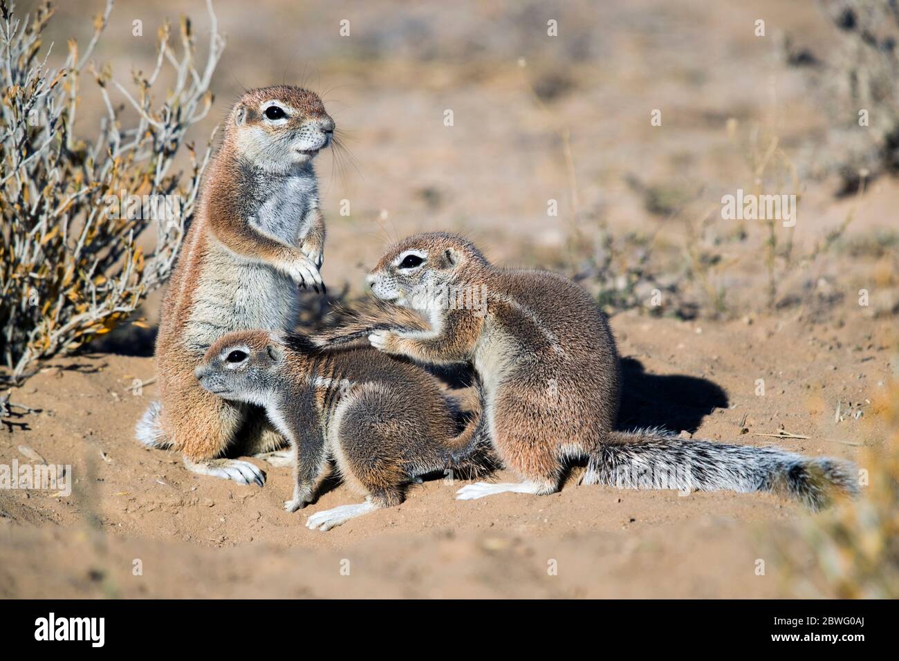 Striped ground squirrel (Xerus erythropus), Kgalagadi Transfrontier Park, Namibia, Africa Stock Photo
