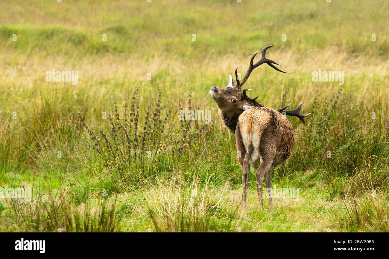 Portrait of wild deer looking at the camera in the Highlands of Scotland Stock Photo