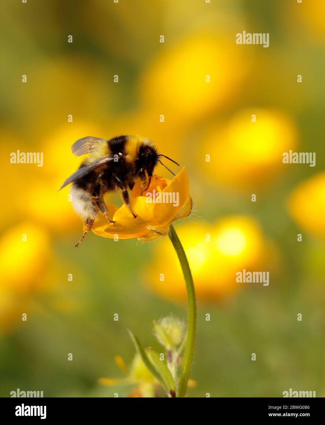 Bumblebee foraging on Buttercup pollen and nectar Stock Photo