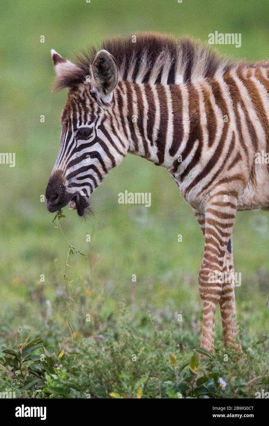 Burchells zebra (Equus quagga burchellii), Ngorongoro Conservation Area, Tanzania, Africa Stock Photo