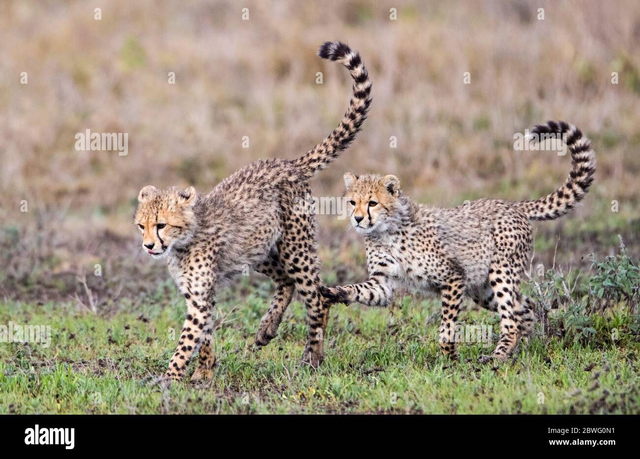 Two cheetahs (Acinonyx jubatus), Ngorongoro Conservation Area, Tanzania, Africa Stock Photo