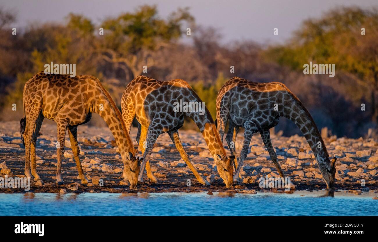 Group of southern giraffes (Giraffa giraffa) drinking at waterhole, Etosha National Park, Namibia, Africa Stock Photo