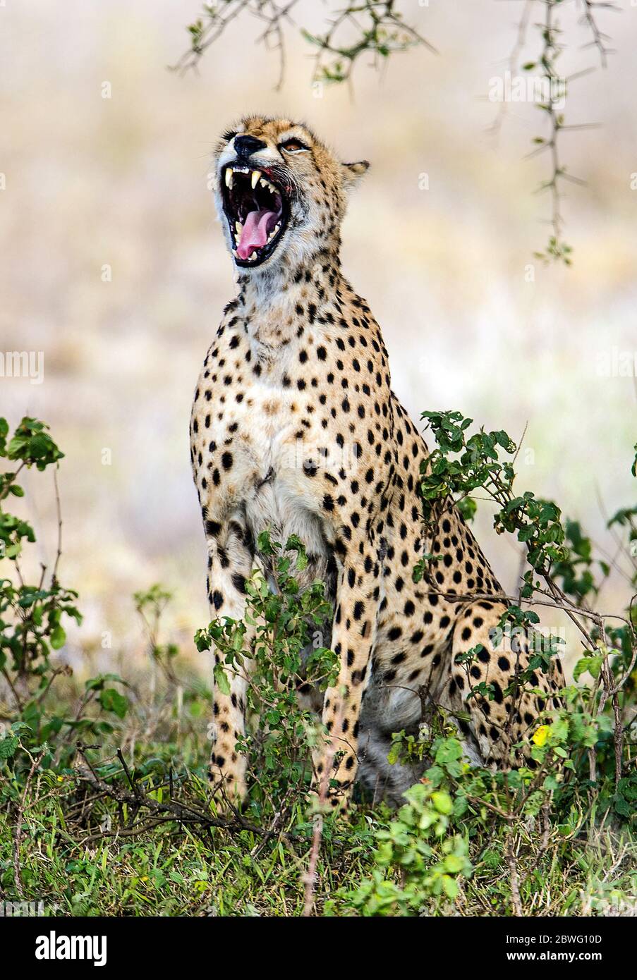Cheetah (Acinonyx jubatus), Ngorongoro Conservation Area, Tanzania, Africa Stock Photo