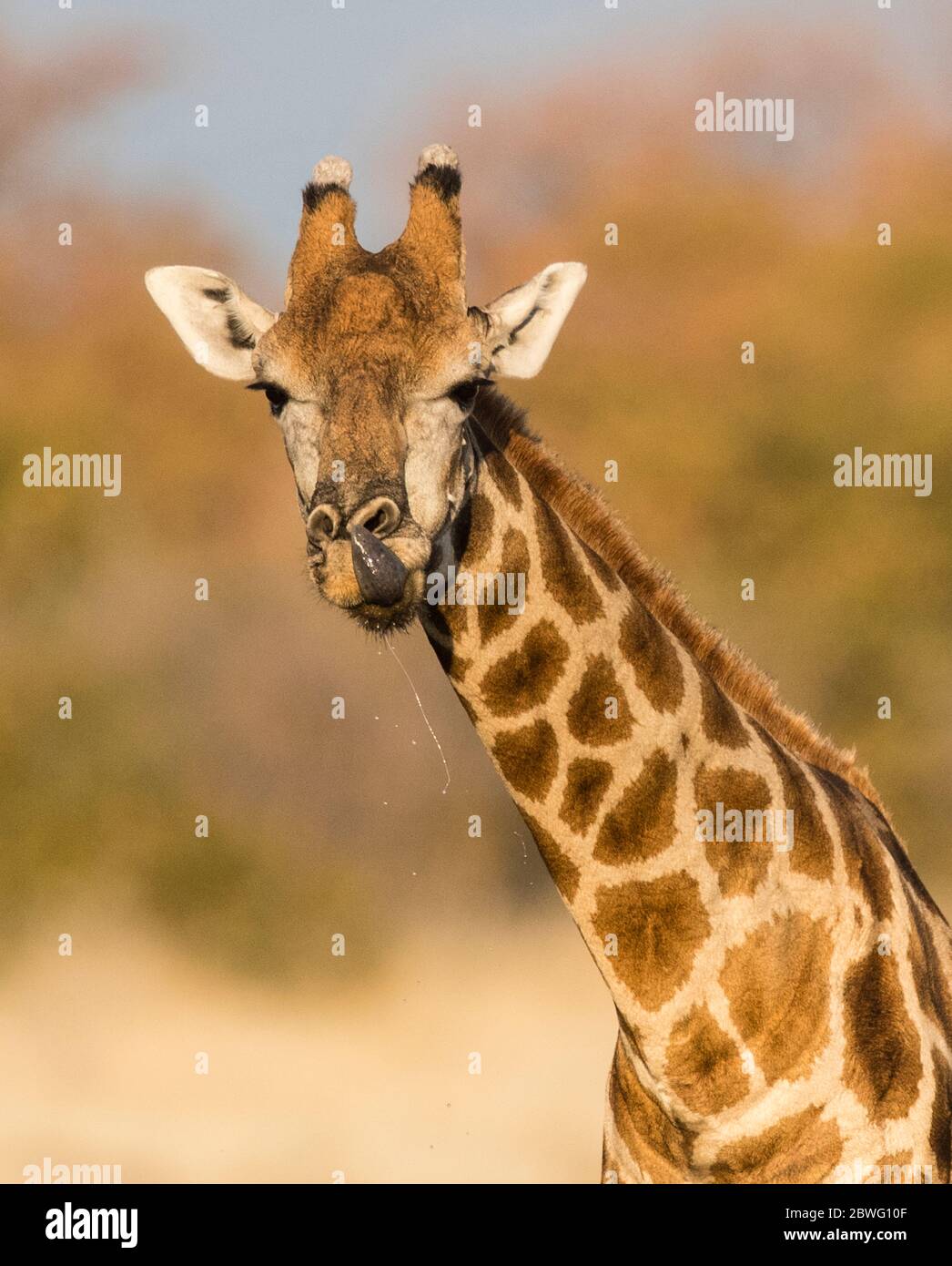 Headshot of southern giraffe (Giraffa giraffa), Etosha National Park, Namibia, Africa Stock Photo