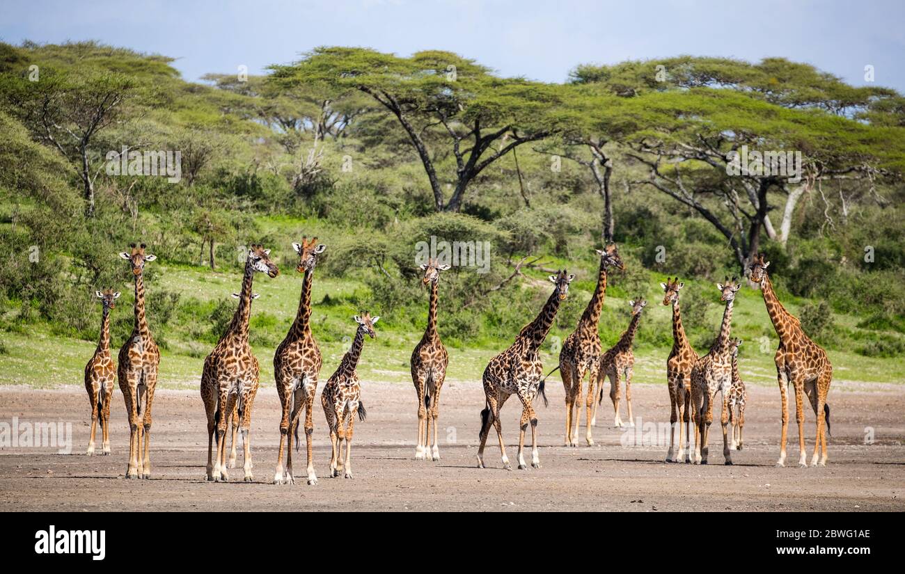 Herd of Masai giraffes (Giraffa camelopardalis tippelskirchii), Ngorongoro Conservation Area, Tanzania, Africa Stock Photo