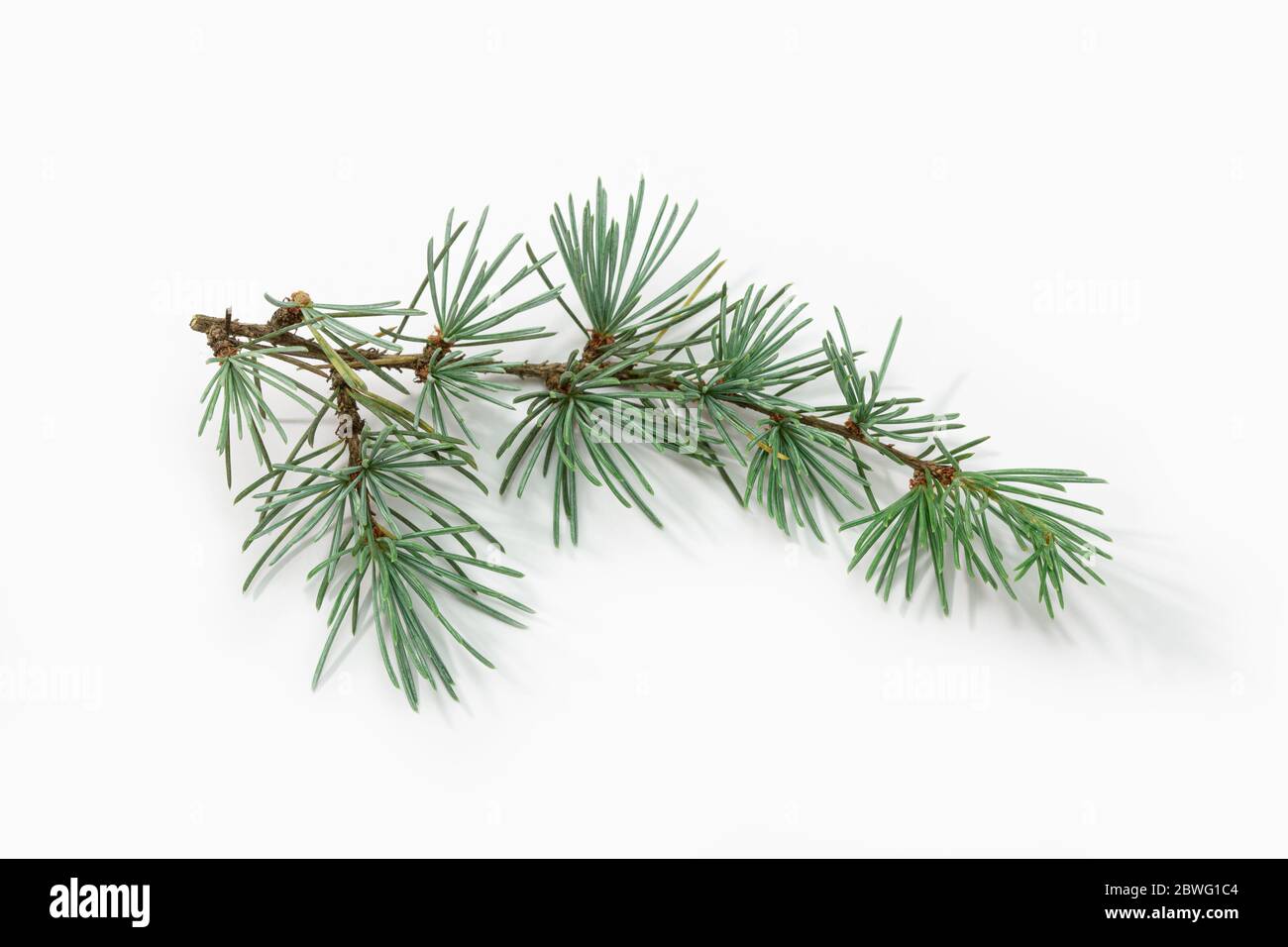 Blue spruce branch isolated on white background. Picea pungens Stock Photo