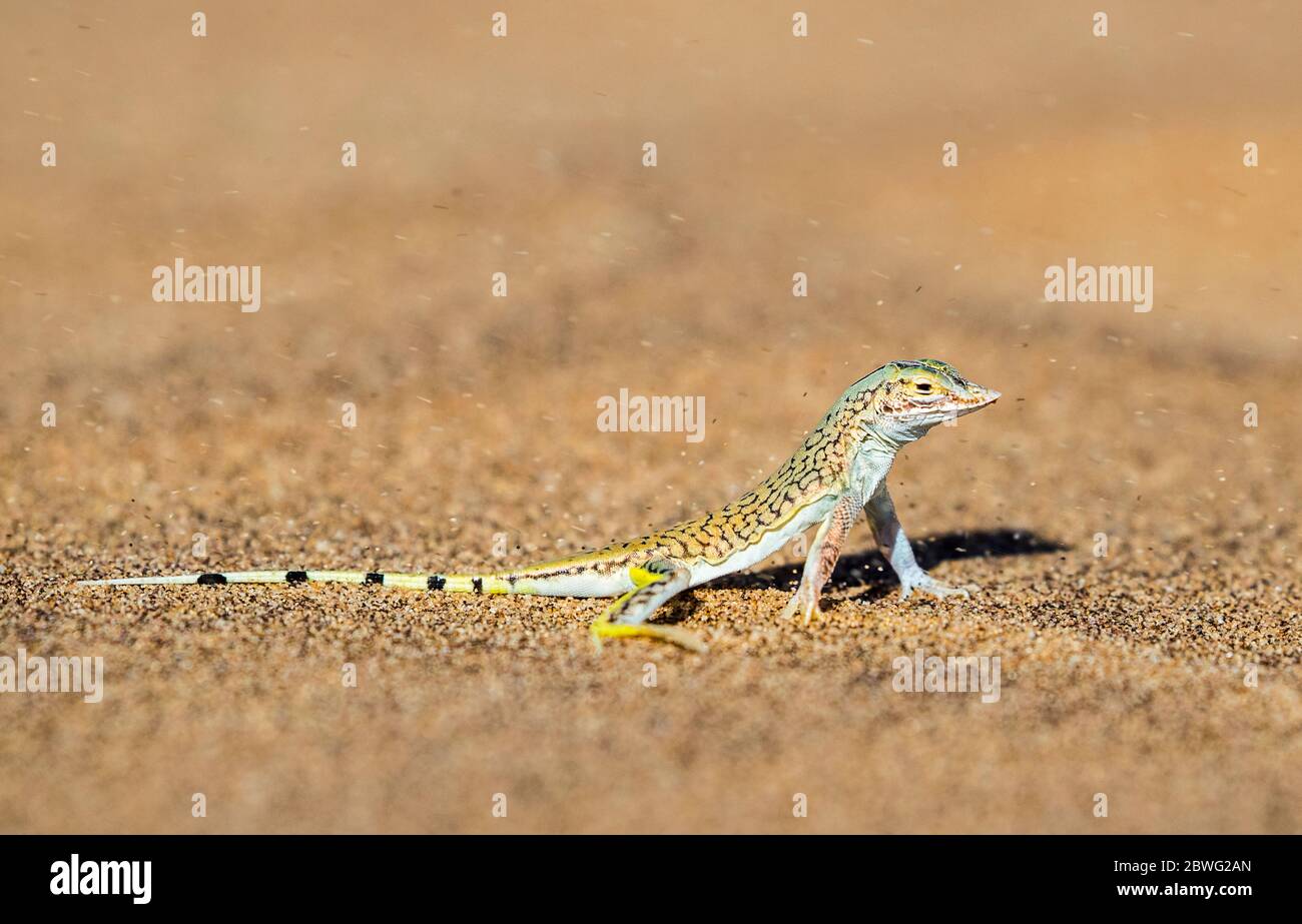 Sand diving lizard, Swakopmund, Namibia, Africa Stock Photo
