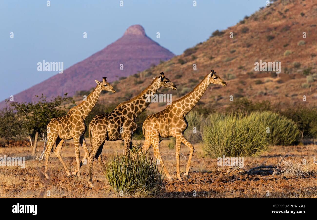 Group of three southern giraffes (Giraffa giraffa), Etosha National Park, Namibia, Africa Stock Photo