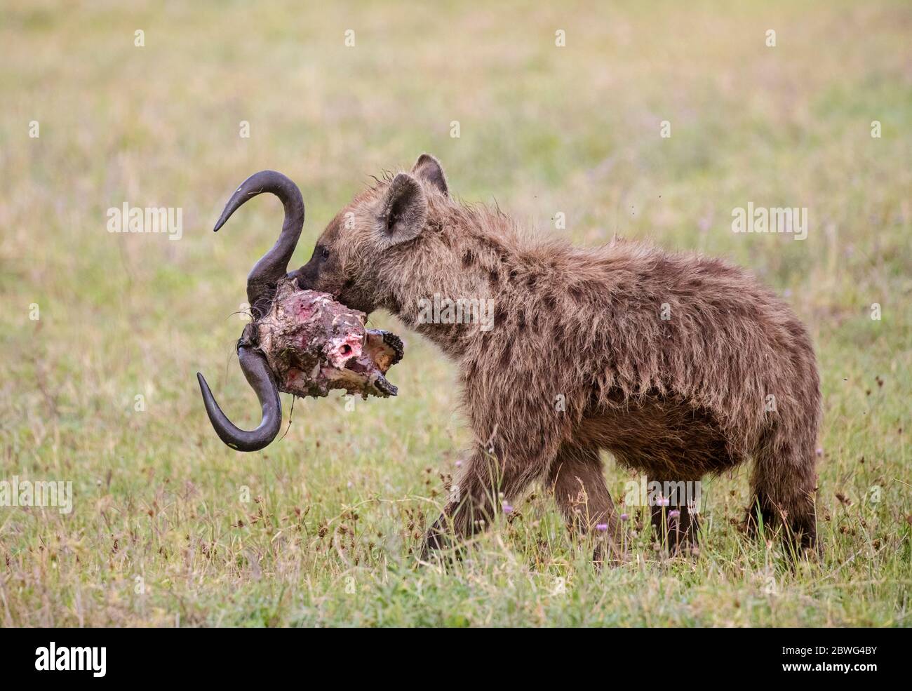 Spotted hyena (Crocuta crocuta) carrying head of prey, Ngorongoro Conservation Area, Tanzania, Africa Stock Photo