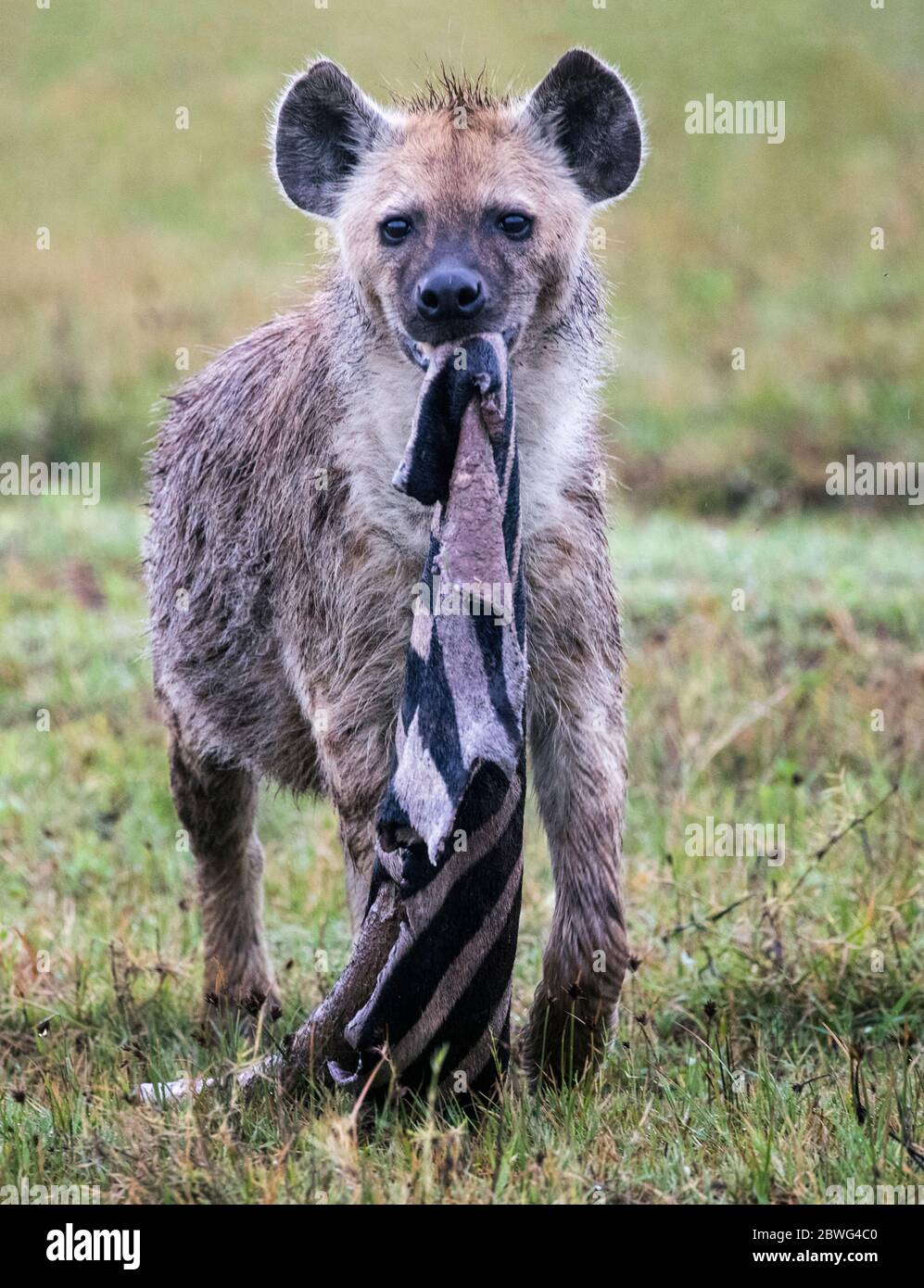 Spotted hyena (Crocuta crocuta), Ngorongoro Conservation Area, Tanzania, Africa Stock Photo