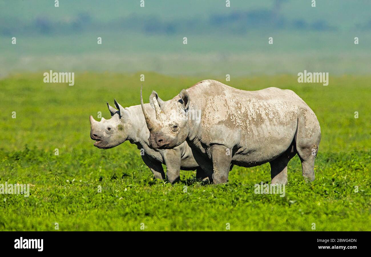 Black rhinoceros or hook-lipped rhinoceros (Diceros bicornis), Ngorongoro Conservation Area, Tanzania, Africa Stock Photo