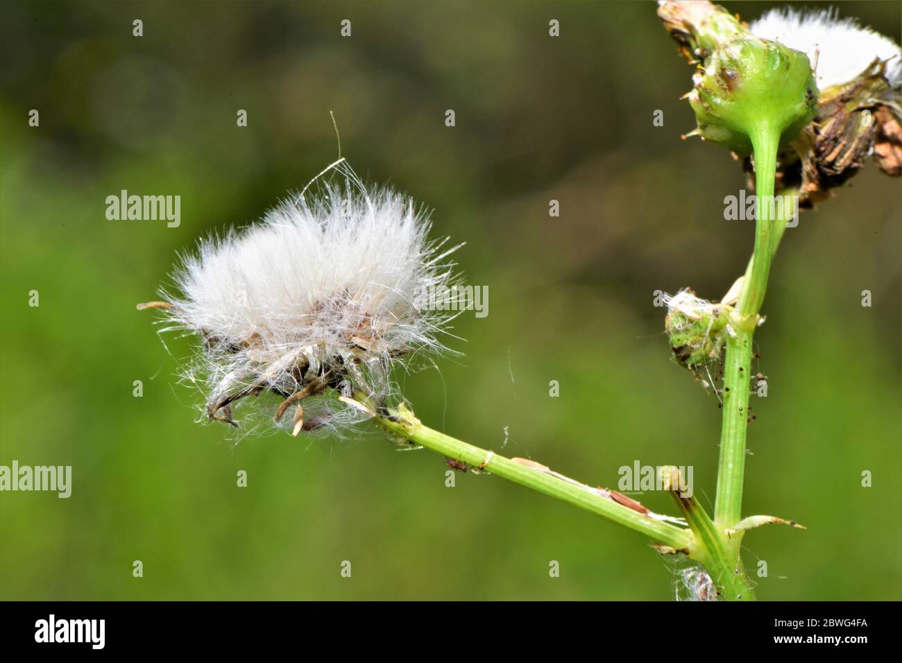 Dandelions gone to seed. Stock Photo