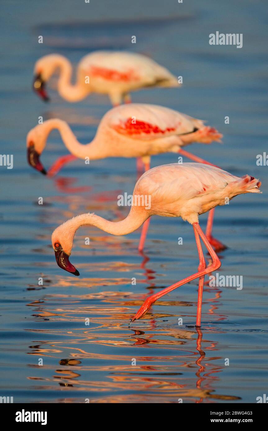 Group of three flamingoes, Africa Stock Photo