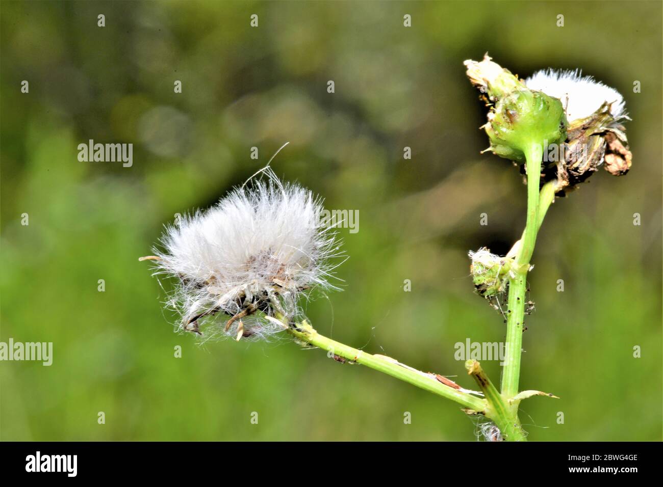 Dandelions gone to seed. Stock Photo