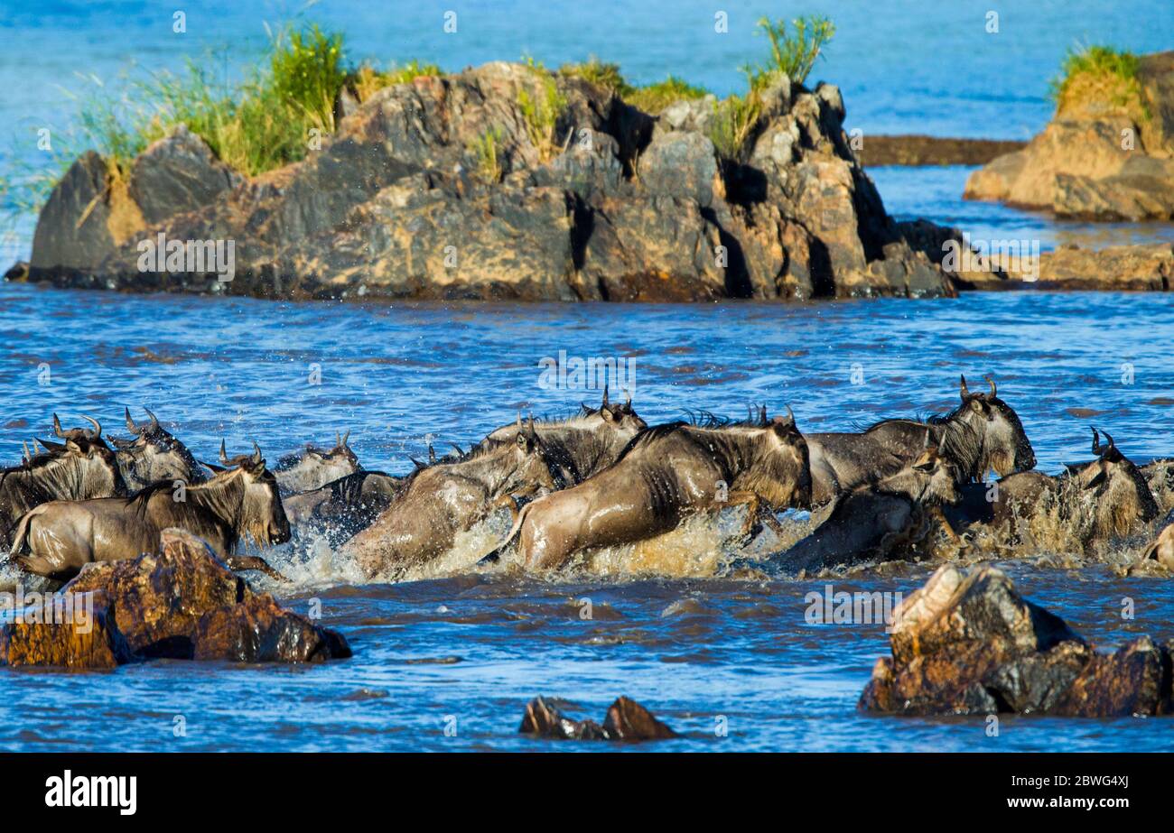 Herd of western white-bearded gnu (Connochaetes taurinus mearnsi) in water, Serengeti National Park, Tanzania, Africa Stock Photo