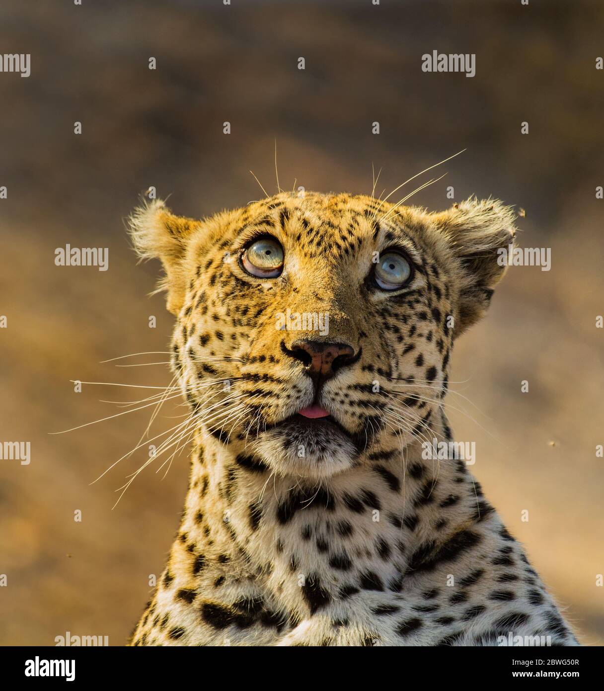 R Leopard Leopard in Africa Stock Photo - Alamy