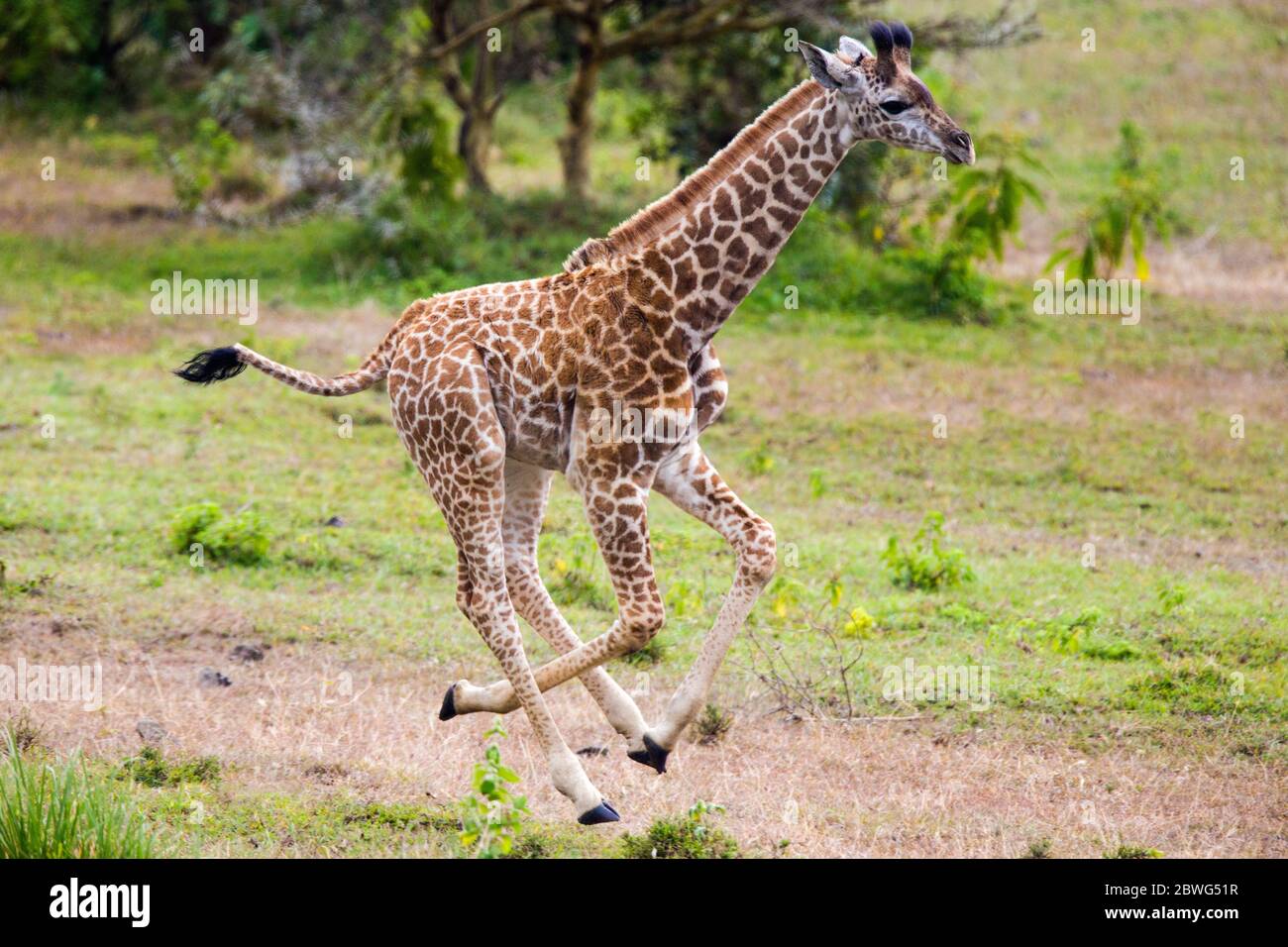 Masai giraffe (Giraffa camelopardalis tippelskirchii) running, Arusha National Park, Tanzania, Africa Stock Photo