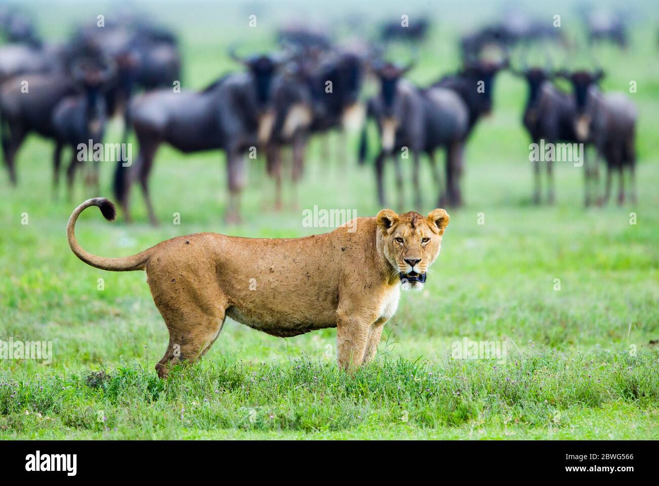 Lioness (Panthera leo) and antelopes, Ngorongoro Conservation Area, Tanzania, Africa Stock Photo