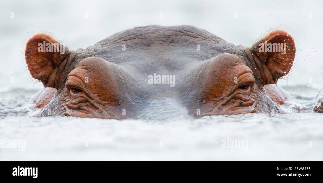 Hippopotamus (Hippopotamus amphibius) swimming in water, Africa Stock Photo
