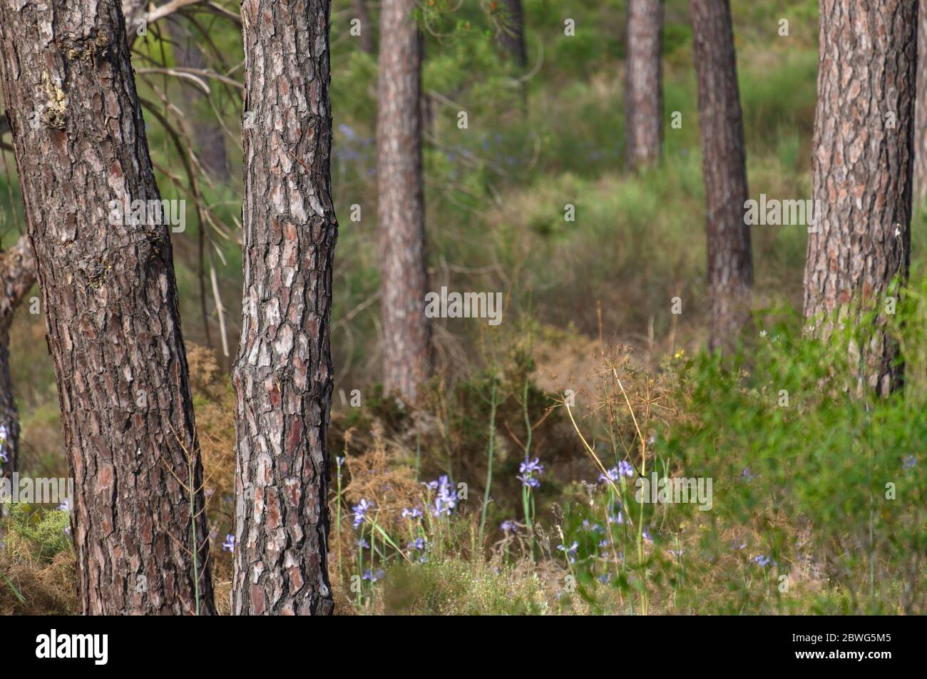 Forest scene in Ludo. Algarve, Portugal Stock Photo
