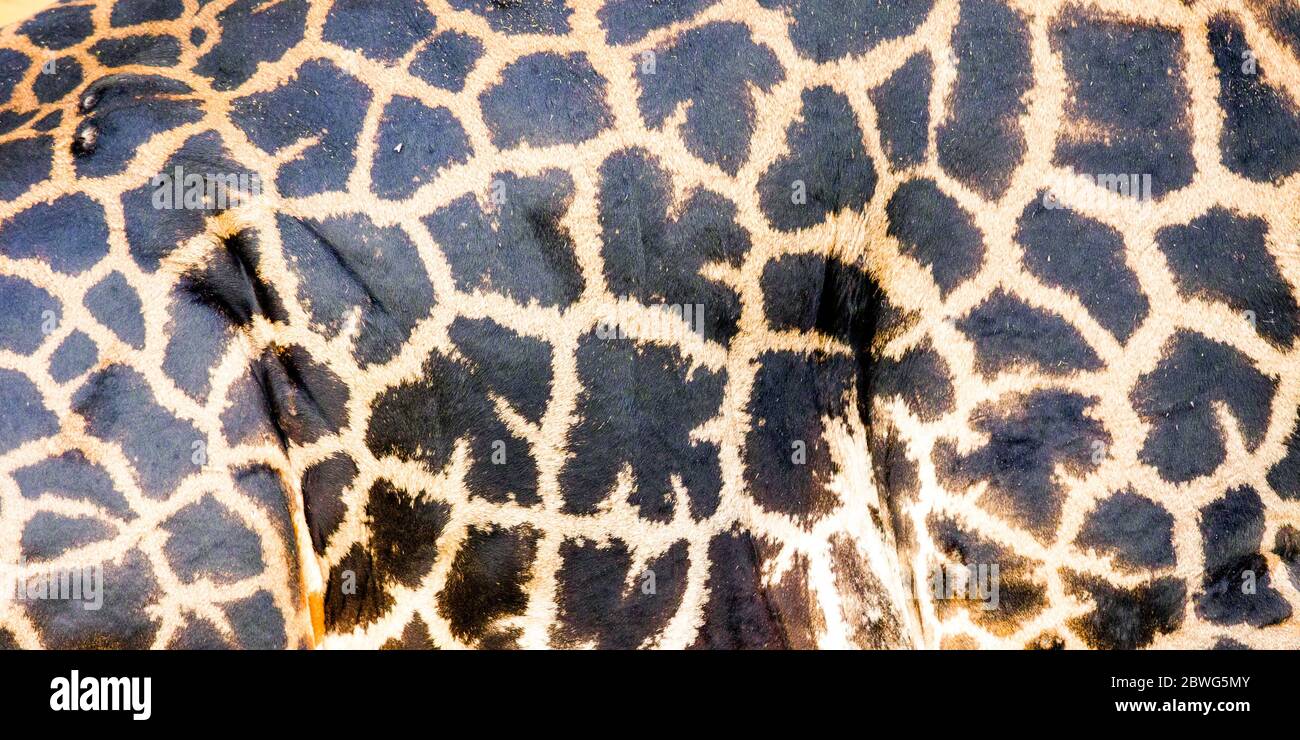 Close-up of skin of Masai giraffe (Giraffa camelopardalis tippelskirchii), Tarangire National Park, Tanzania, Africa Stock Photo