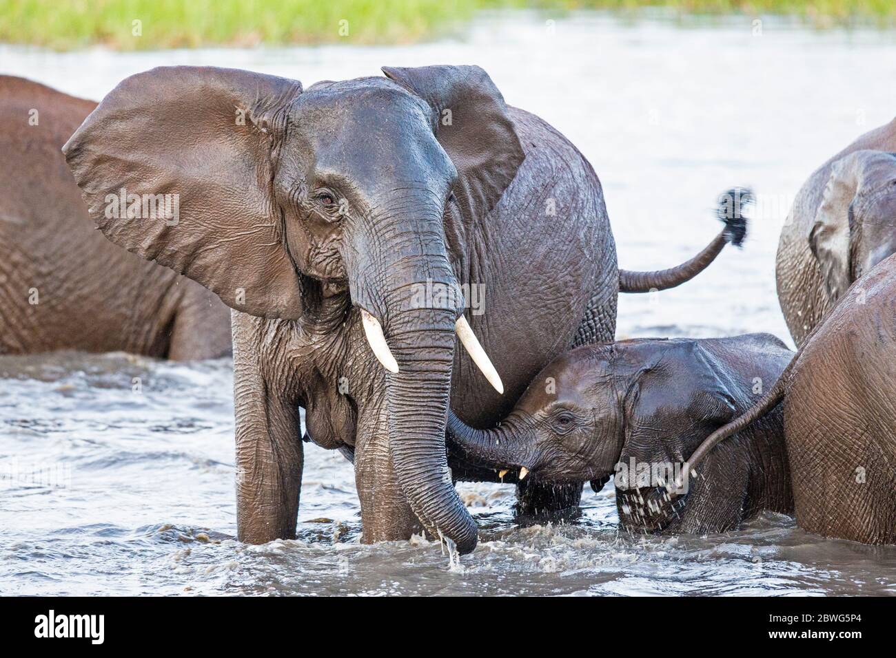 Adult and calf African elephant (Loxodonta africana) in water, Tarangire National Park, Tanzania, Africa Stock Photo