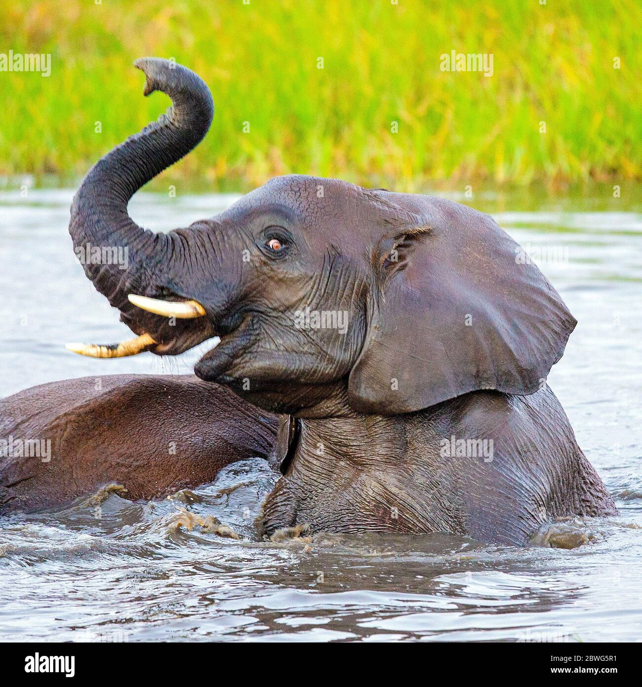 African elephant (Loxodonta africana) in water, Tarangire National Park, Tanzania, Africa Stock Photo