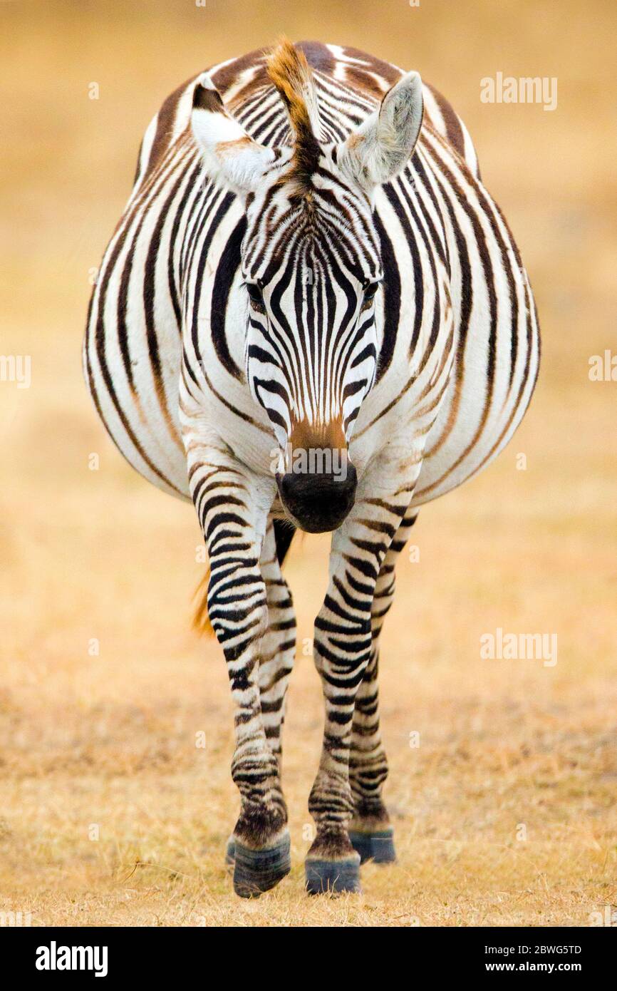 Burchells zebra (Equus quagga burchellii), Ngorongoro Conservation Area, Tanzania, Africa Stock Photo