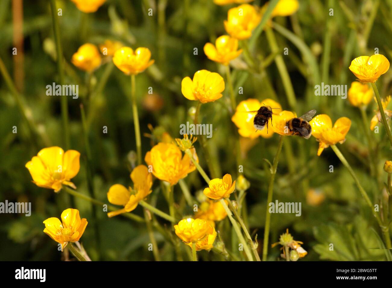 Bumblebee foraging on Buttercup pollen and nectar Stock Photo