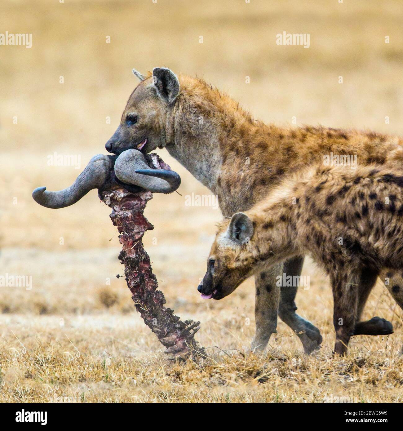 Dead hyena hi-res stock photography and images - Alamy