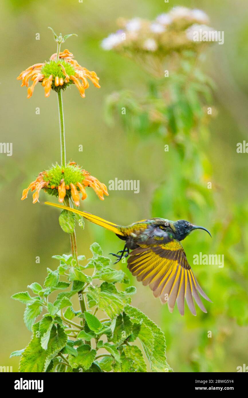 Golden-winged sunbird (Drepanorhynchus reichenowi), Ngorongoro Crater, Tanzania, Africa Stock Photo