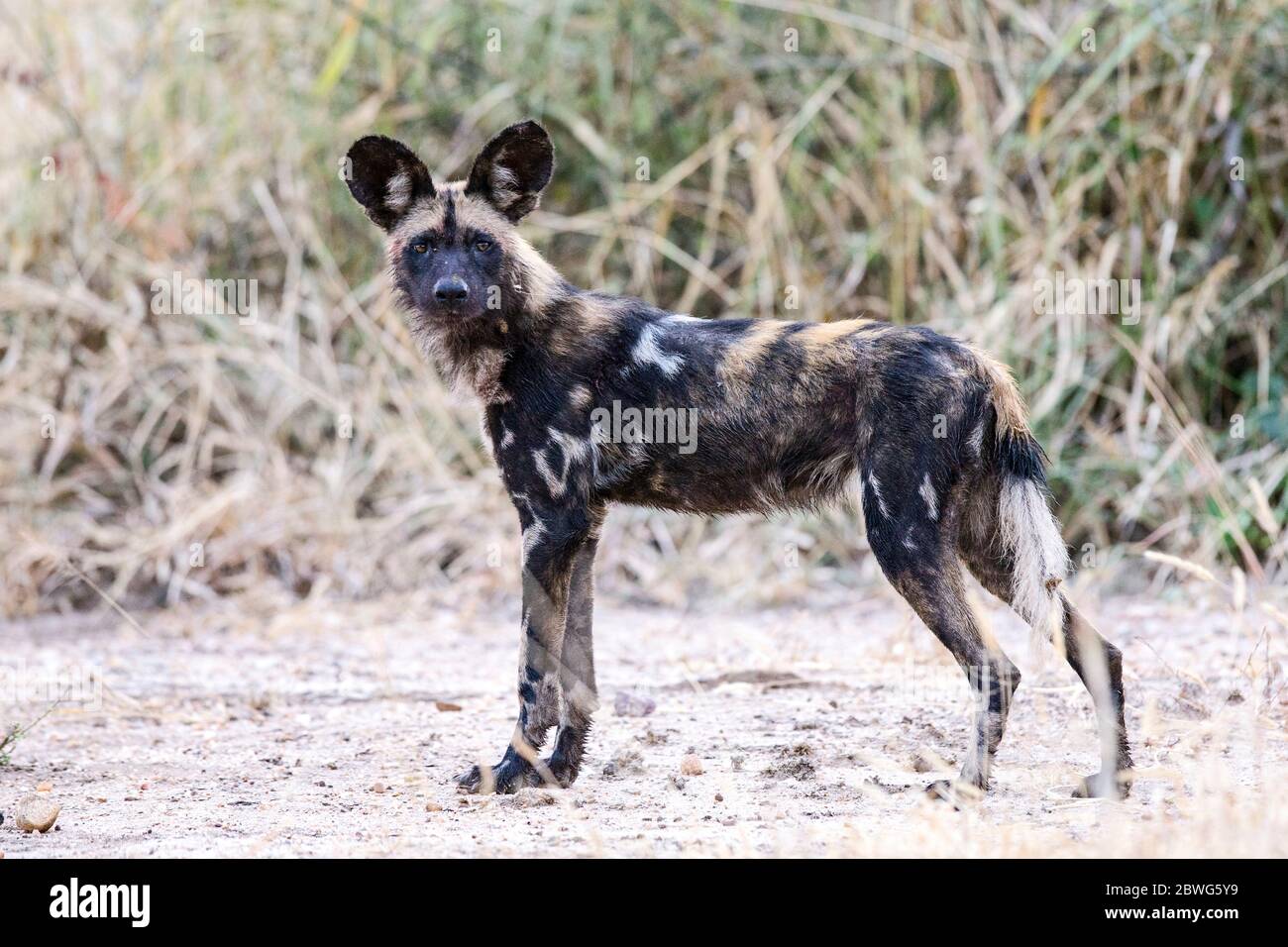 African wild dog (Lycaon pictus) looking at camera, Tarangire National Park, Tanzania, Africa Stock Photo