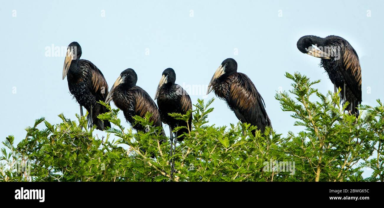 Group of African openbills (Anastomus lamelligerus) on tree, Ngorongoro Conservation Area, Tanzania, Africa Stock Photo
