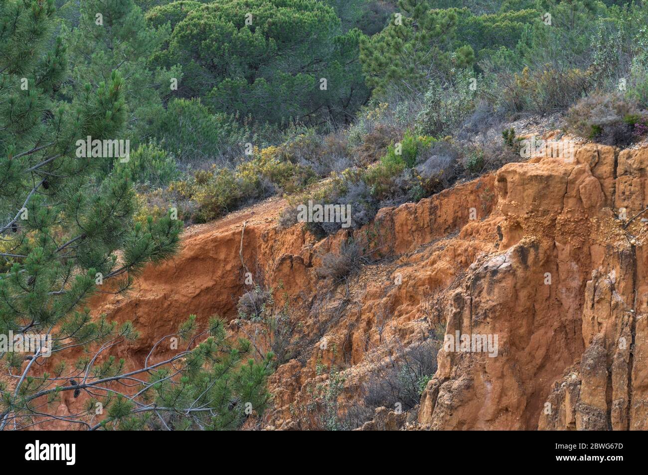 Pine trees portugal hi-res stock photography and images - Alamy