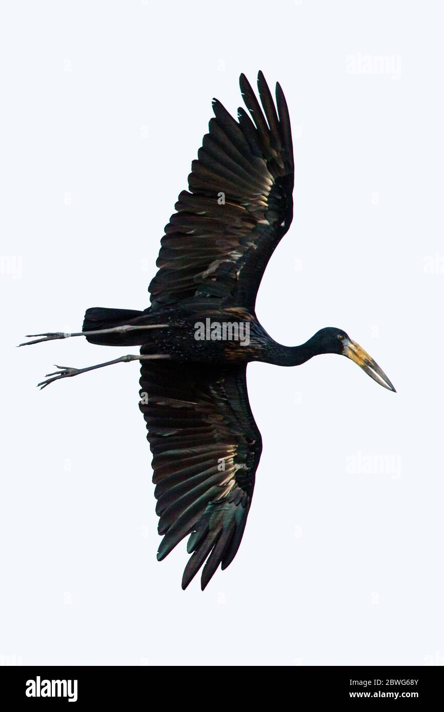 Stork flying against sky, Africa Stock Photo