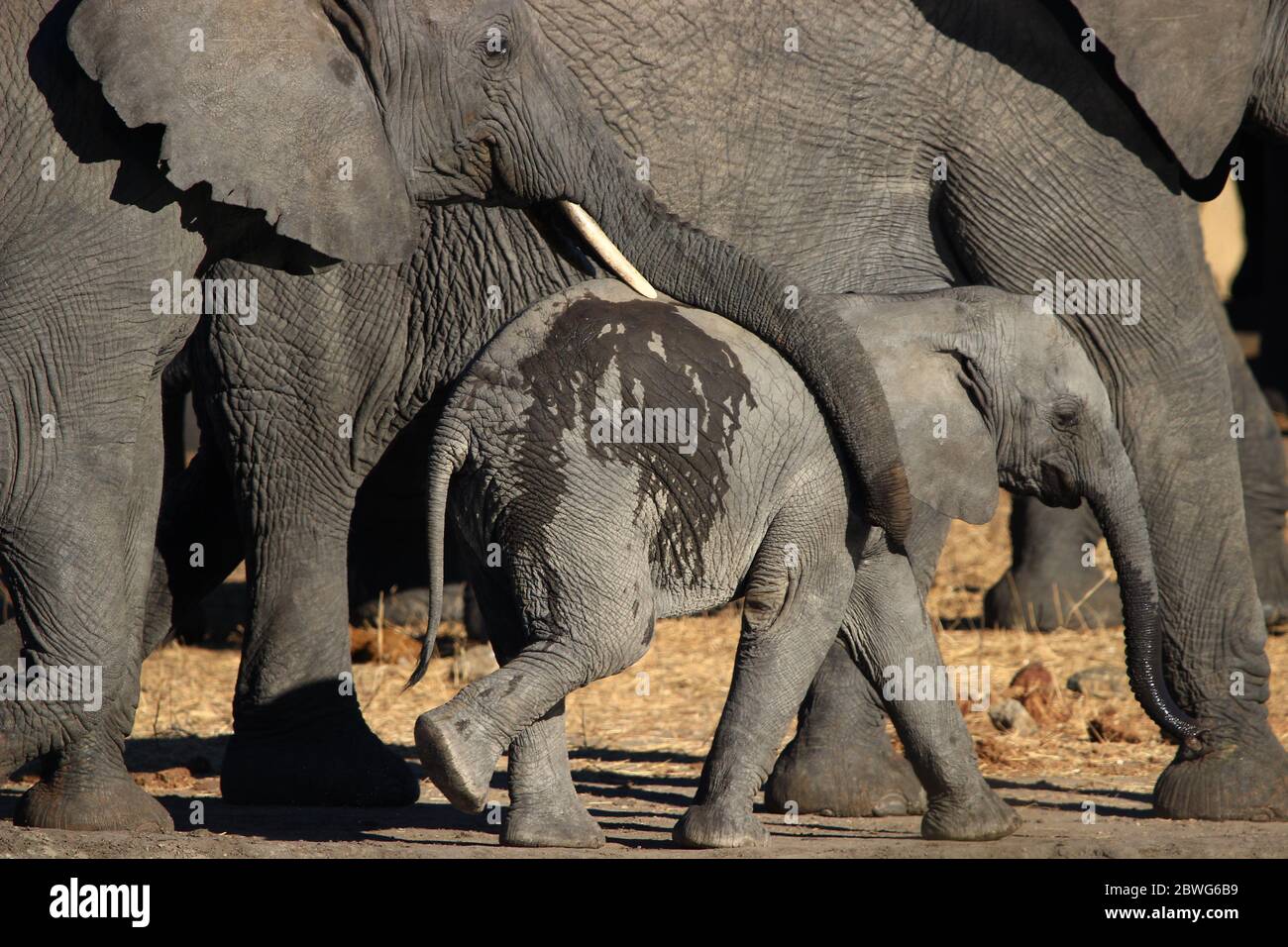 A young South African elephant walks alongside adults in a very safe atmosphere. His mother's trunk rests gently on him. Stock Photo