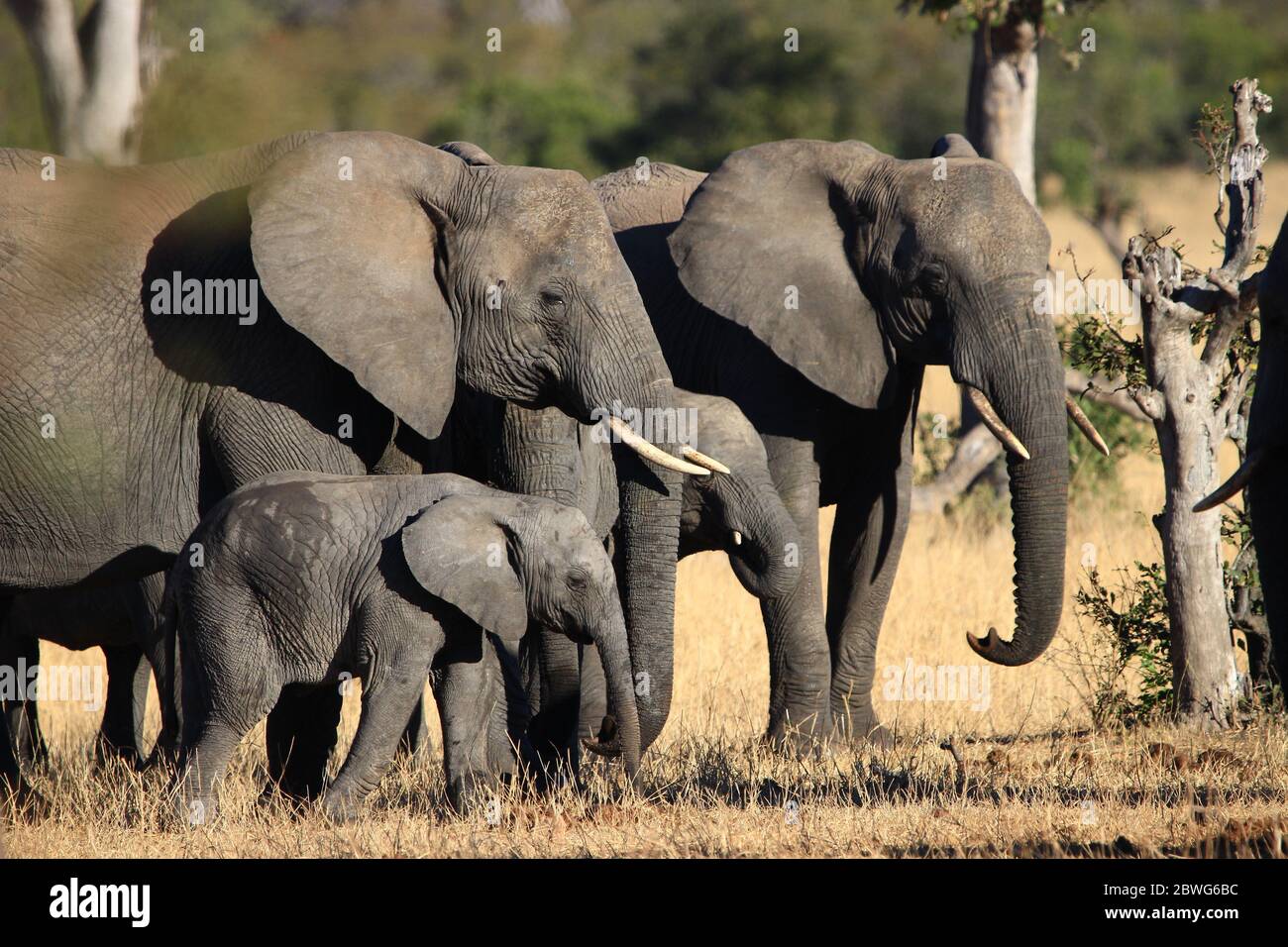 In a peaceful atmosphere, two young elephants are standing very close to each other as they are protected by two adults in the South African savannah. Stock Photo