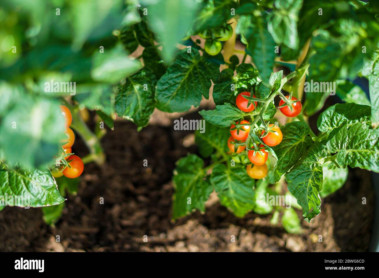 Growing tomatoes balcony hires stock photography and images Alamy