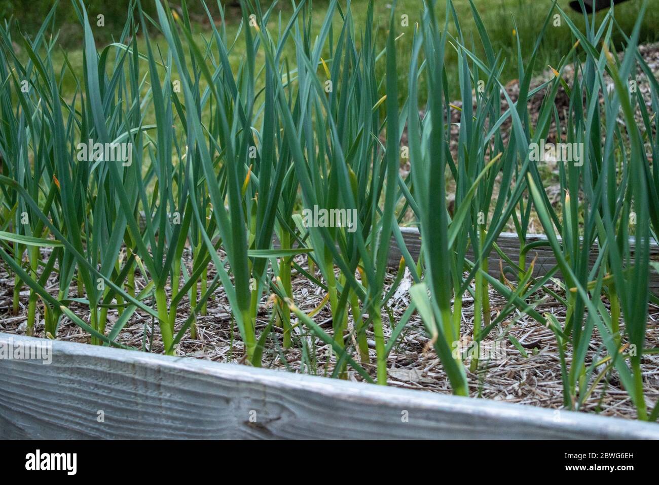 Growing hard neck garlic in a raised bed Stock Photo Alamy