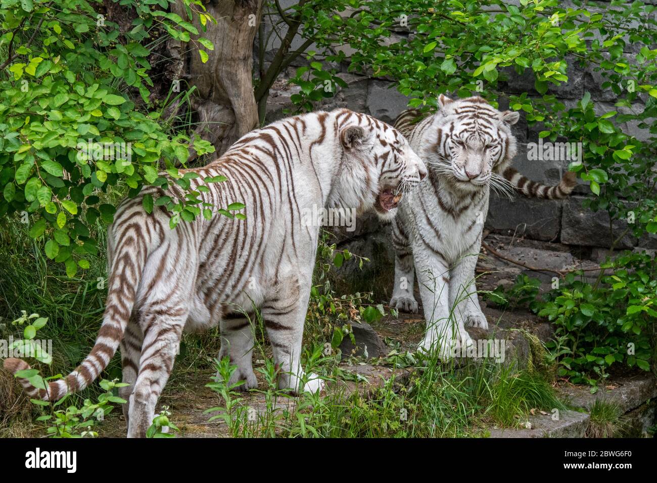 Two white tigers / bleached tiger pair (Panthera tigris) pigmentation variant of the Bengal tiger, male meeting female, native to India Stock Photo