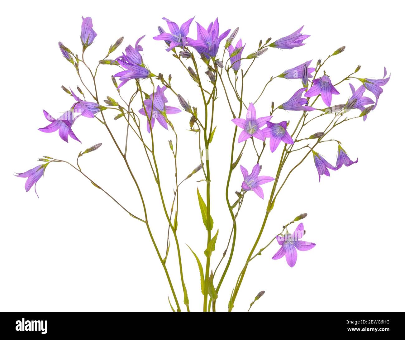 Campanula flowers isolated on a white background Stock Photo