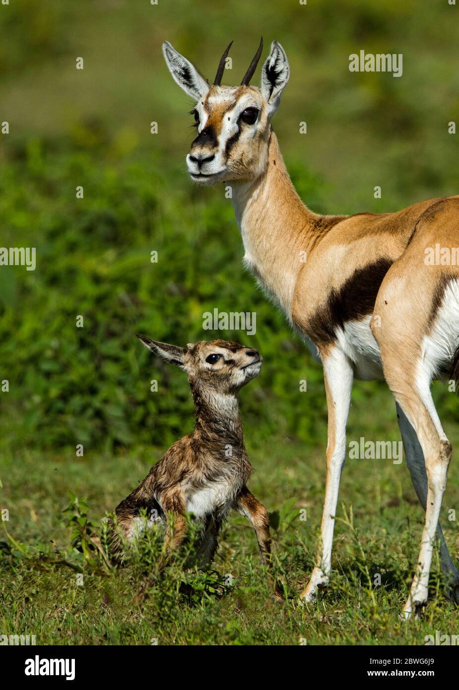 Thomsons gazelle (Eudorcas thomsonii) with calf, Serengeti National ...