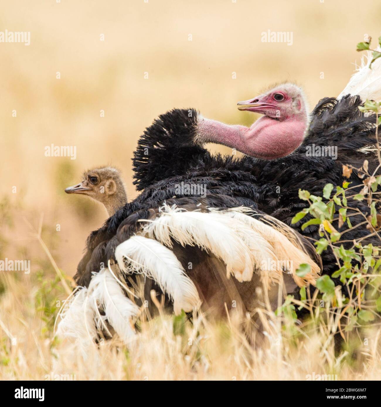 Masai ostriches (Struthio camelus massaicus) mating, Tarangire National Park, Tanzania, Africa Stock Photo