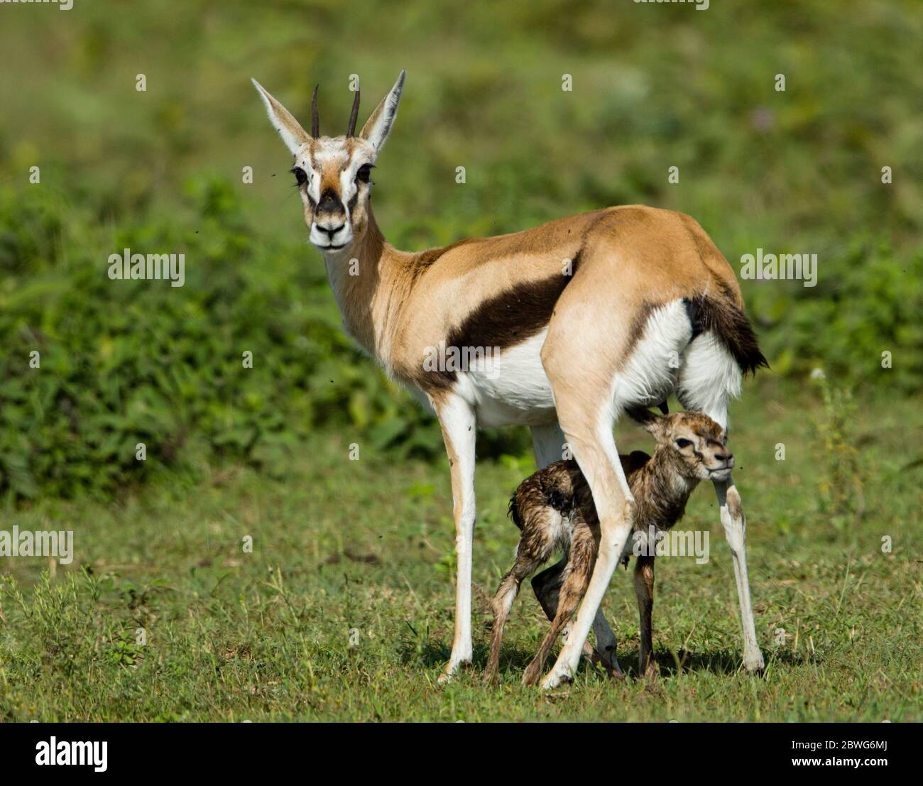 Thomsons gazelle (Eudorcas thomsonii) with calf, Serengeti National Park, Tanzania, Africa Stock Photo