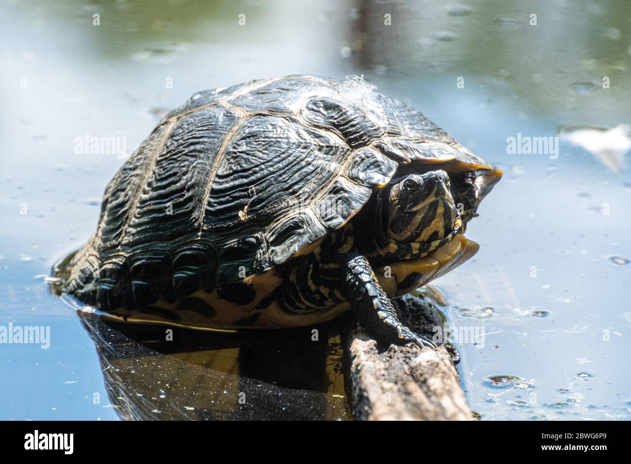 Yellow-bellied slider (Trachyemys scripta scripta), a non-native turtle (terrapin) species of reptile in the Basingstoke Canal, UK. Abandoned pet. Stock Photo