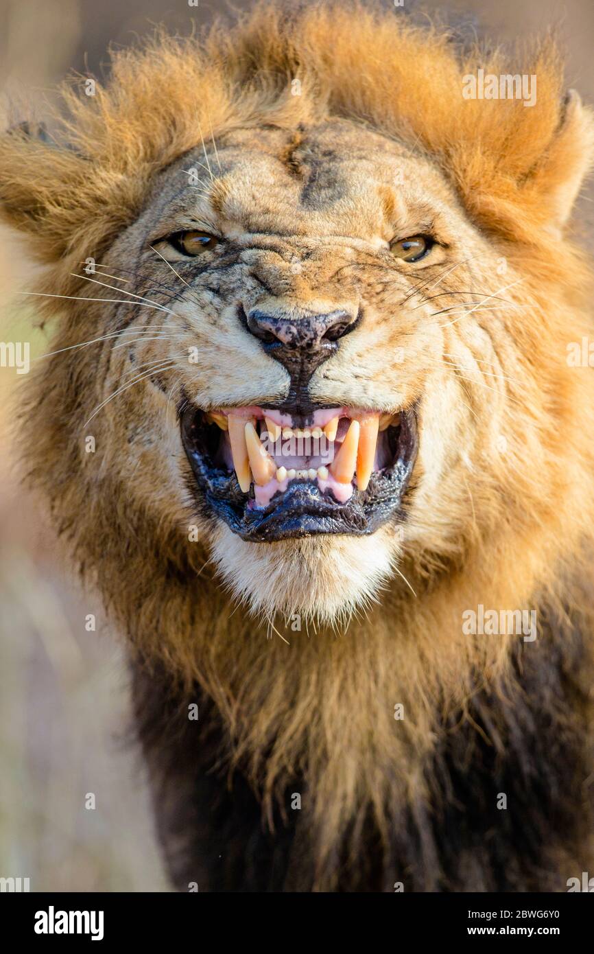 Headshot of male lion (Panthera leo) roaring, Tarangire National Park, Tanzania, Africa Stock Photo