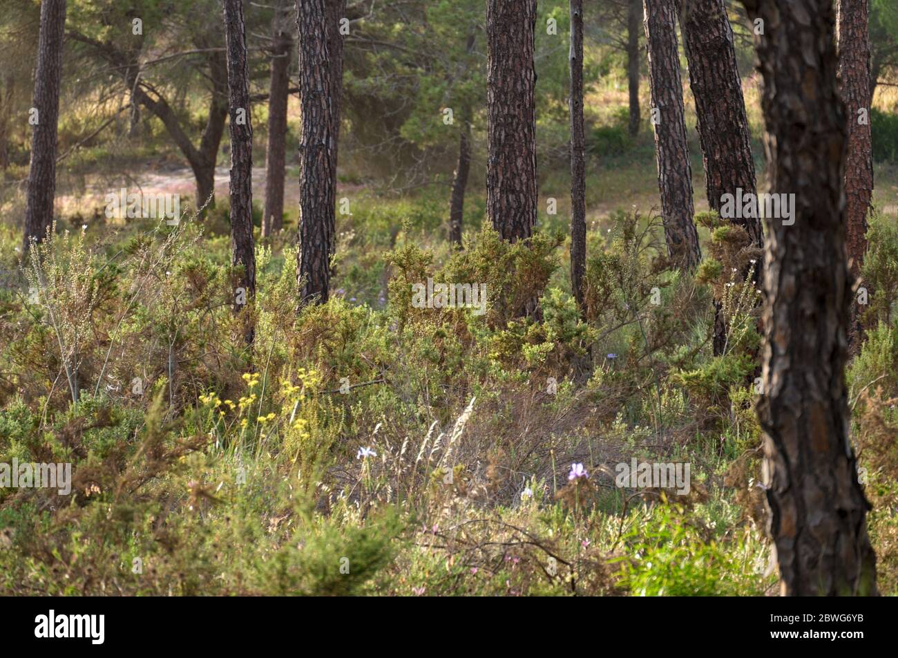 Forest background in Ludo. Algarve, Portugal Stock Photo