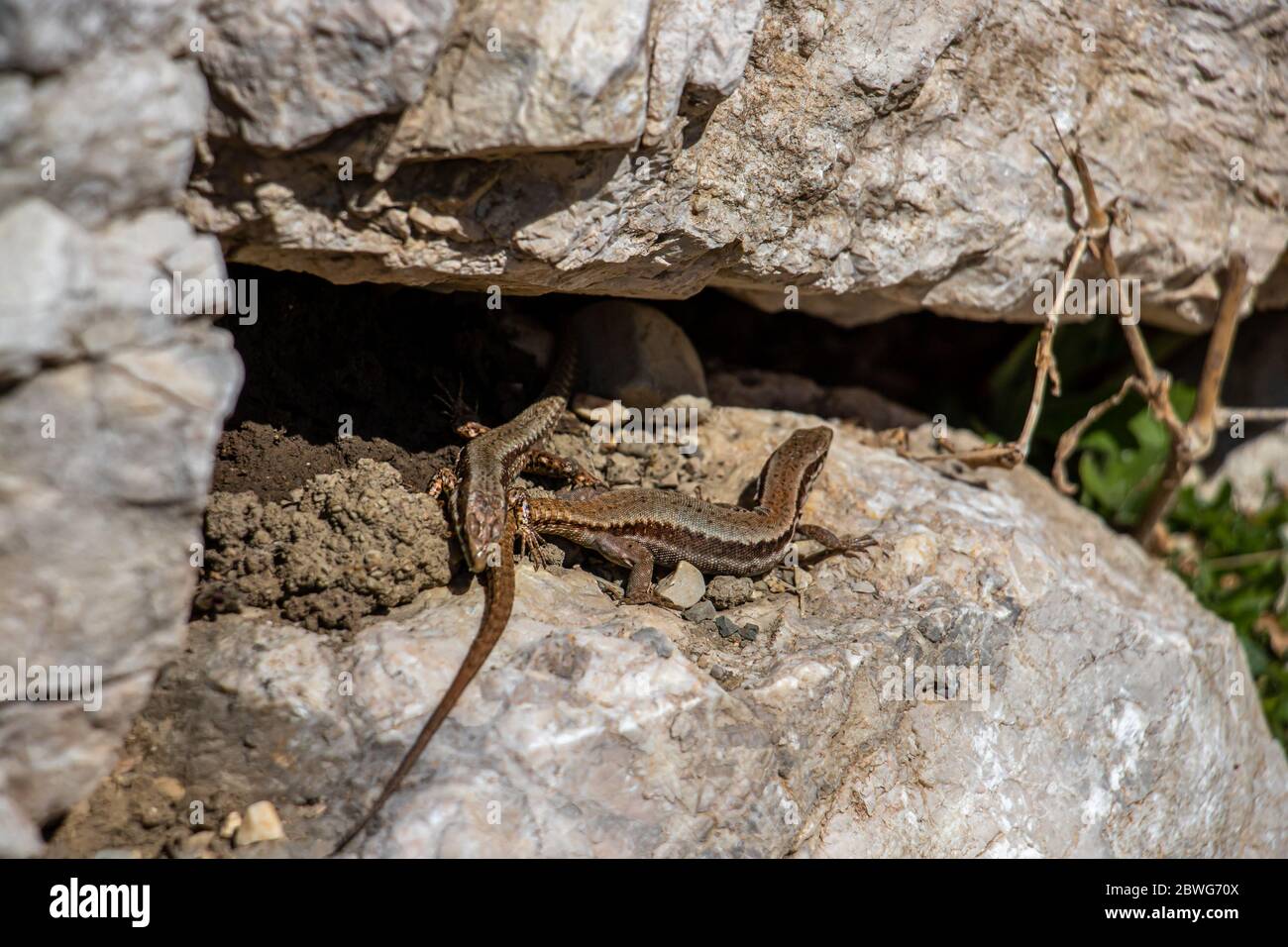 Two common wall lizards mating Stock Photo Alamy