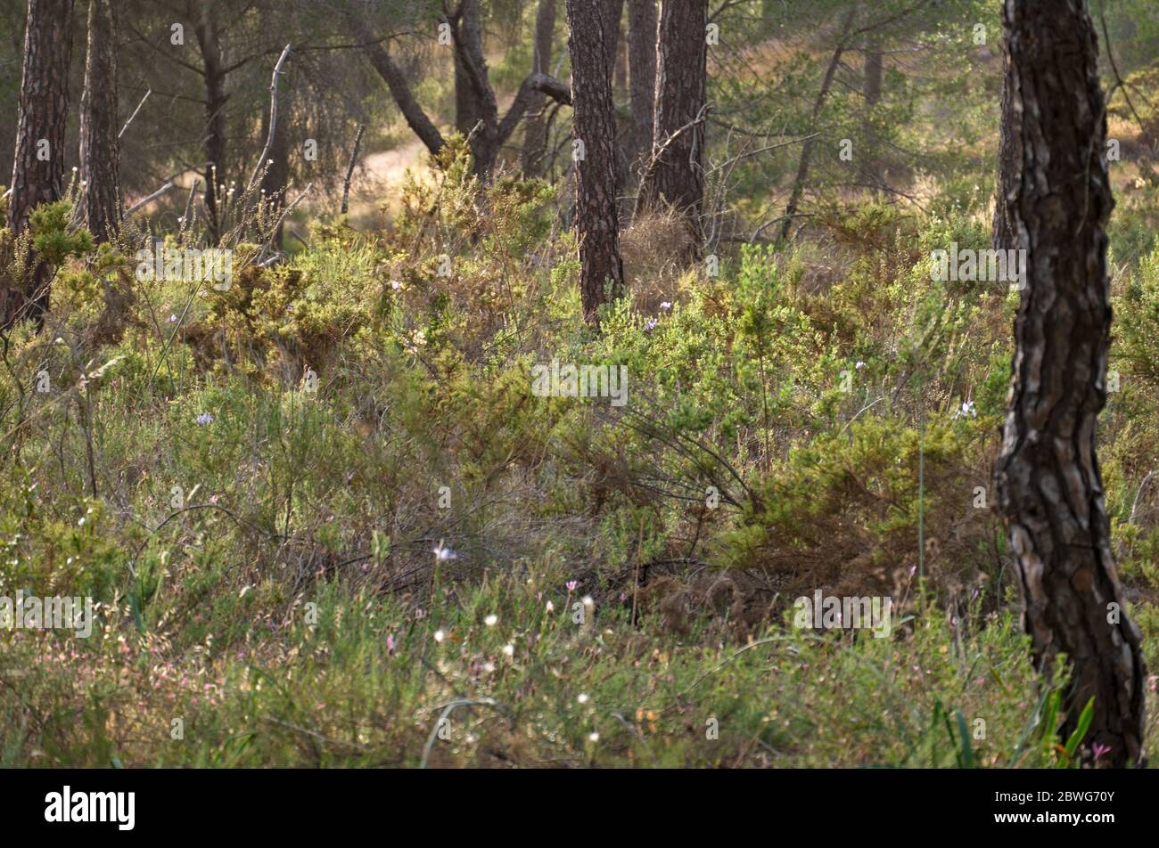 Forest background in Ludo. Algarve, Portugal Stock Photo