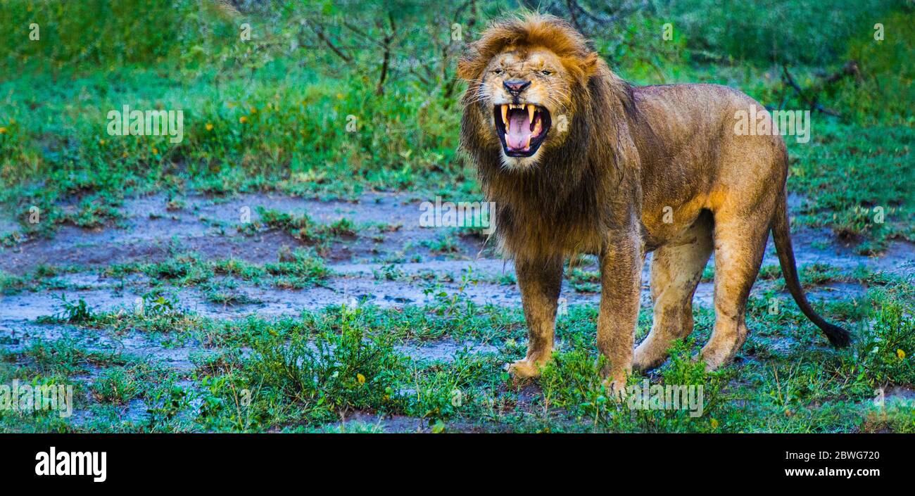 Lion (Panthera leo) roaring, Ngorongoro Conservation Area, Tanzania, Africa Stock Photo
